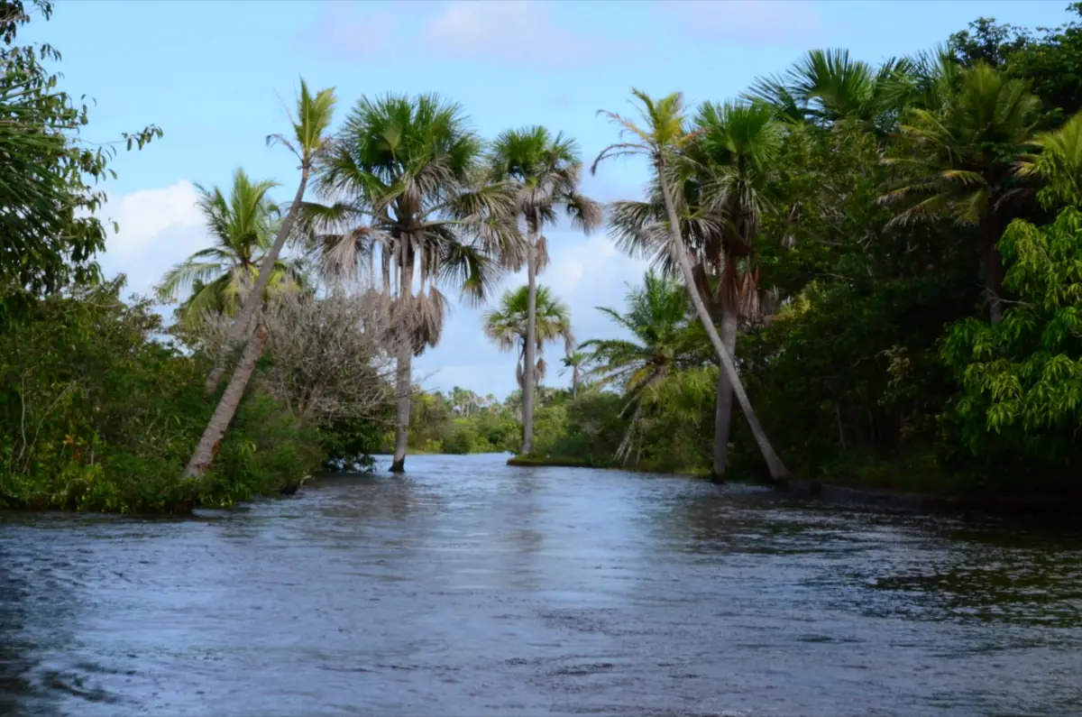 Rio de água transparente entre palmeiras de buriti